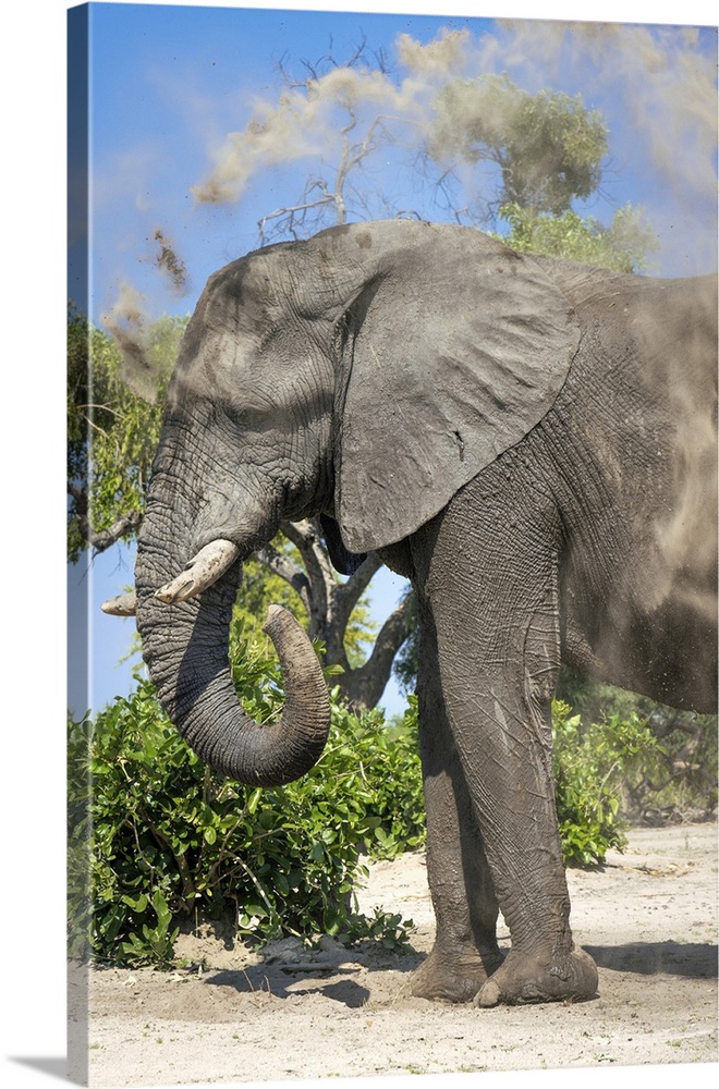 Elephant dust bathing, Okavango Delta, Botswana