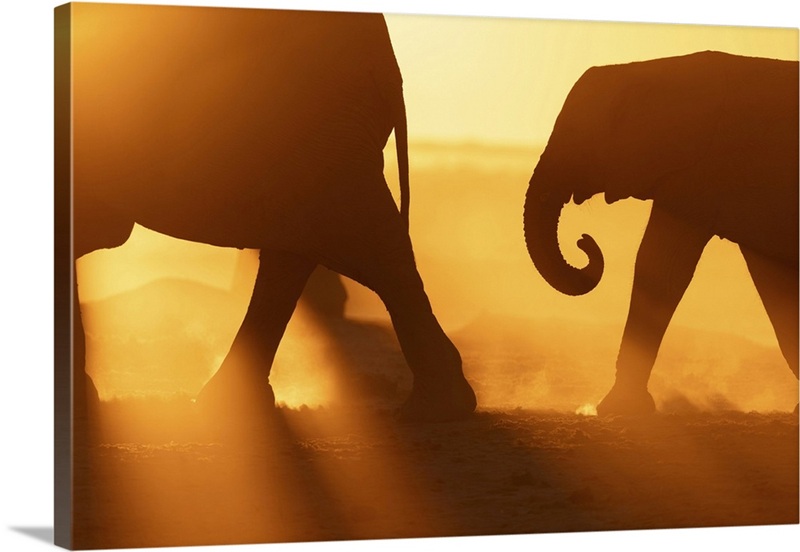 Elephant Mother And Calf Walking In A Dusty Golden Sunset At A ...
