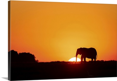 Elephant Silhouette, Chobe River, Botswana