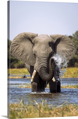 Elephant Spraying Water, Okavango Delta, Botswana