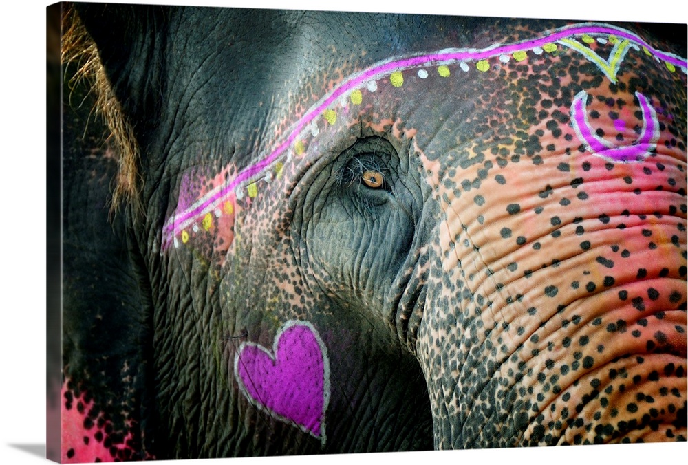 Elephant's eye. Sonepur Mela, India