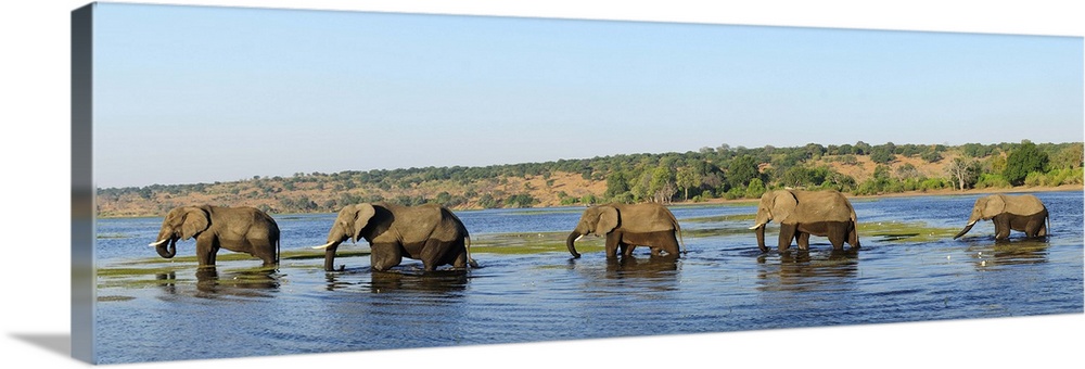 Elephants walking through Chobe River, Chobe National Park,  near the town of Kasane, Botswana, Southern , Africa,