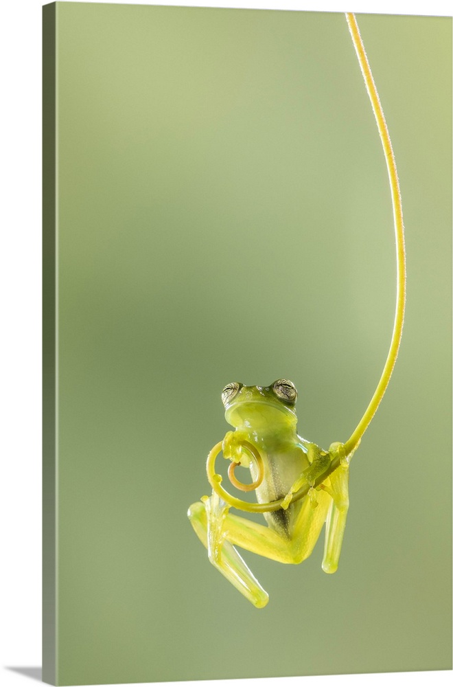 Emerald Glass Frog, Centrolene prosoblepon, Male climbing vine, Costa Rica.