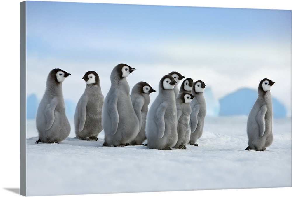 Emperor penguin chicks in procession. Antarctica, Antarctic Peninsula, Snowhill Island. Antarctica, Antarctica.