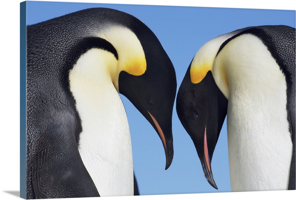 Emperor penguin greeting. Antarctica, Antarctic Peninsula, Snowhill Island. Antarctica, Antarctica.