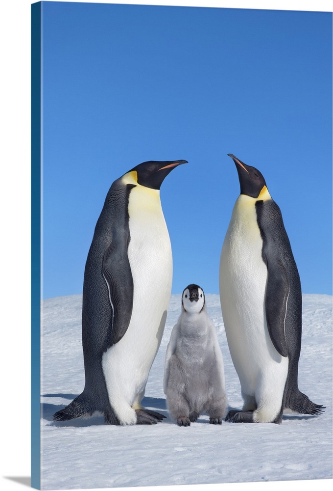 Emperor penguin parents with chick. Antarctica, Antarctic Peninsula, Snowhill Island. Antarctica, Antarctica.