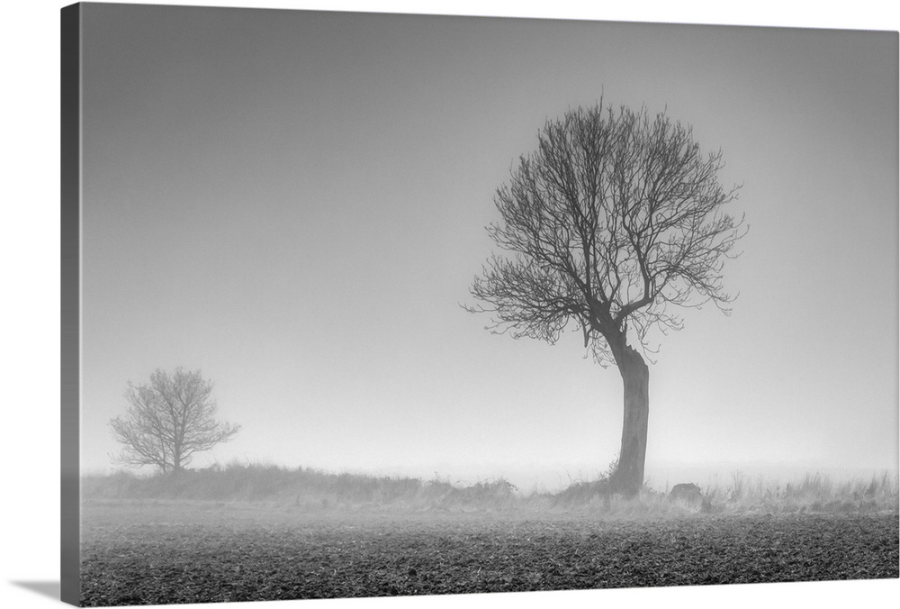 UK, England, Norfolk, Foggy Winter Field.