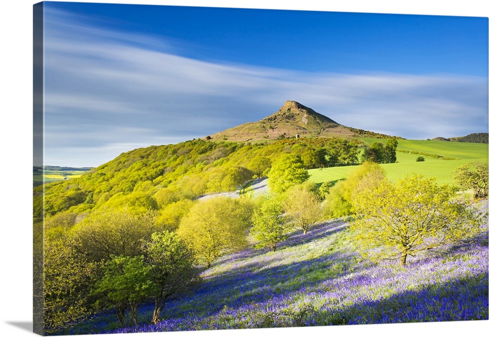 United Kingdom, England, North Yorkshire, Great Ayton. Spring bluebells at Roseberry Topping.