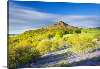 England, North Yorkshire, Great Ayton. Spring bluebells at Roseberry Topping