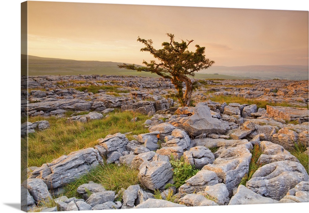 UK, United Kingdom, England, North Yorkshire, Ingleton. The trees grow on a plateau of limestone.
