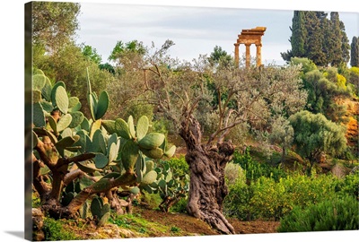 Europe, Italy, Sicily, Agrigento, Temple Of The Dioscuri, An Ancient Olive Tree