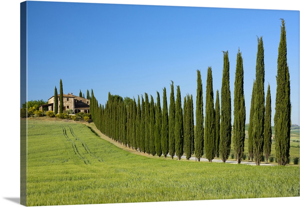 Europe; Italy; Tuscany; Florence;Montepulciano, farmhouse and Cypress alley