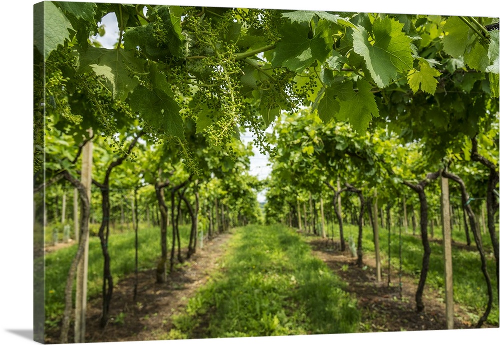Europe, Italy, Veneto. Vineyard near Soave.