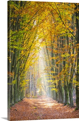 European Beech forest in autumn, Limburg, Vlaanderen, Belgium