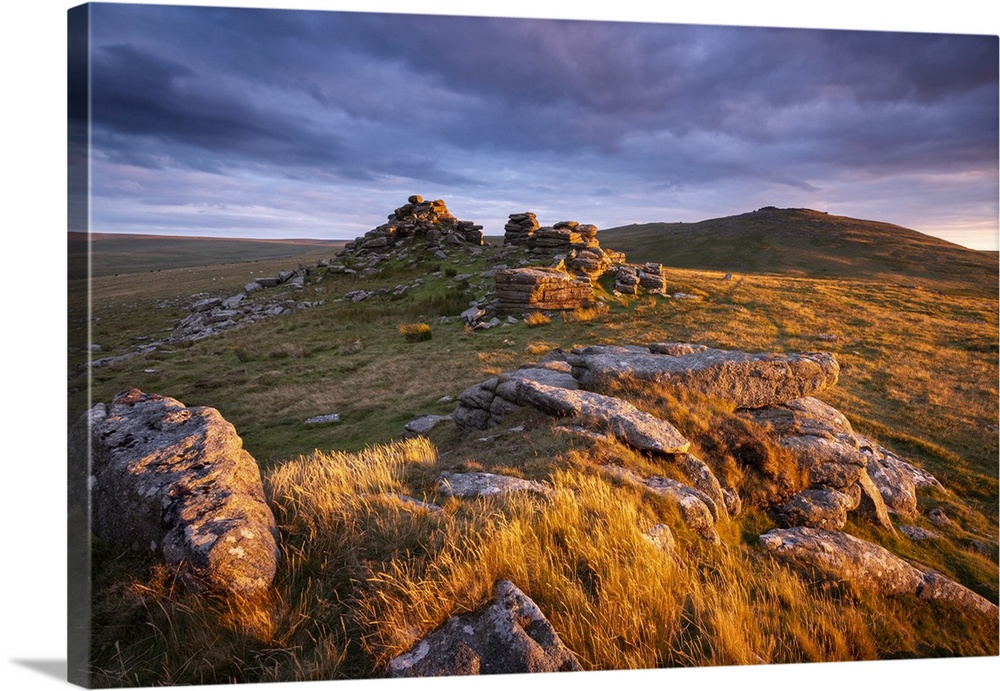 Late summer evening sunlight glowing on the granite outcrops of West Mill Tor in Dartmoor National Park, Devon, England. D...