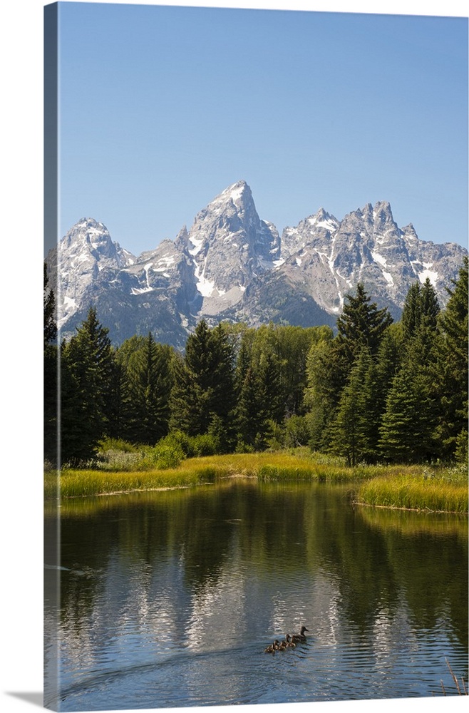 Family of ducks swim across the river, Grand Teton National Park, Teton County, Wyoming, USA.