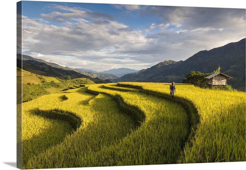 A farmer walks among the rice terraces at harvest time, Mu Cang Chai Yen Bai Province, Vietnam, South-East Asia