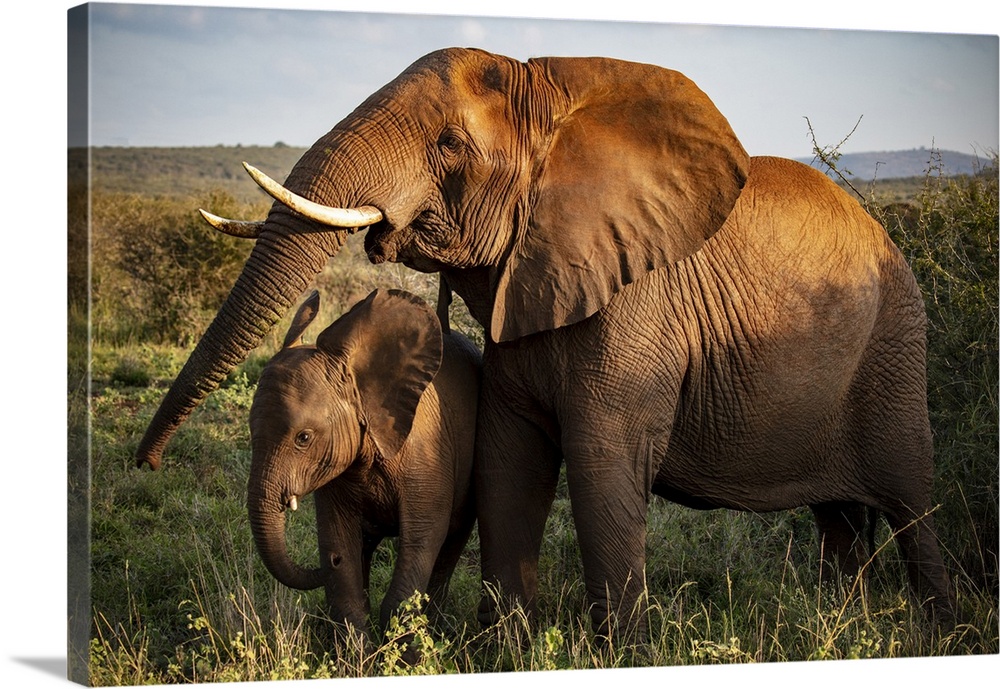 Female Elephant And Her Calf, Zimanga Private Game Reserve, Natal, South Africa