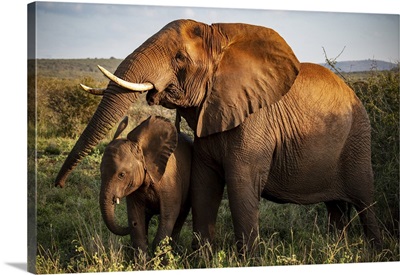 Female Elephant And Her Calf, Zimanga Private Game Reserve, Natal, South Africa