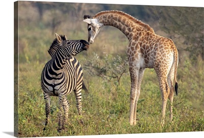 Female Zebra Interacting With Giraffe Calf, Zimanga Private Game Reserve, South Africa