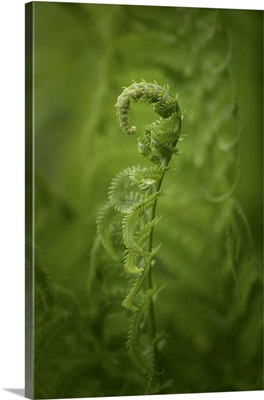 Fern, Shuswap, British Columbia, Canada