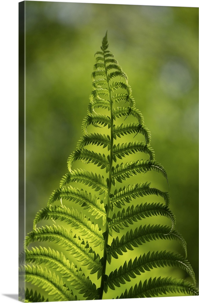 Fern, Shuswap, British Columbia, Canada