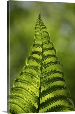 Fern, Shuswap, British Columbia, Canada
