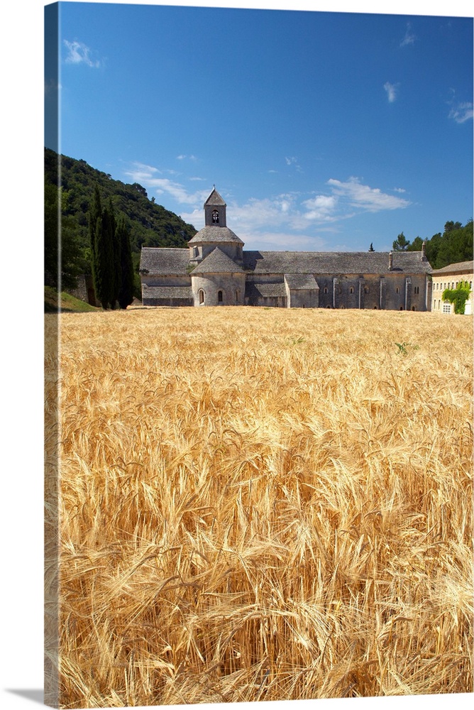 Field Of Barley And Senanque Abbey, Alpes De Haute, Provence, France
