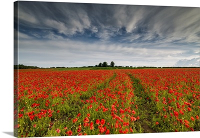 Field Of English Poppies, Norwich, Norfolk, England