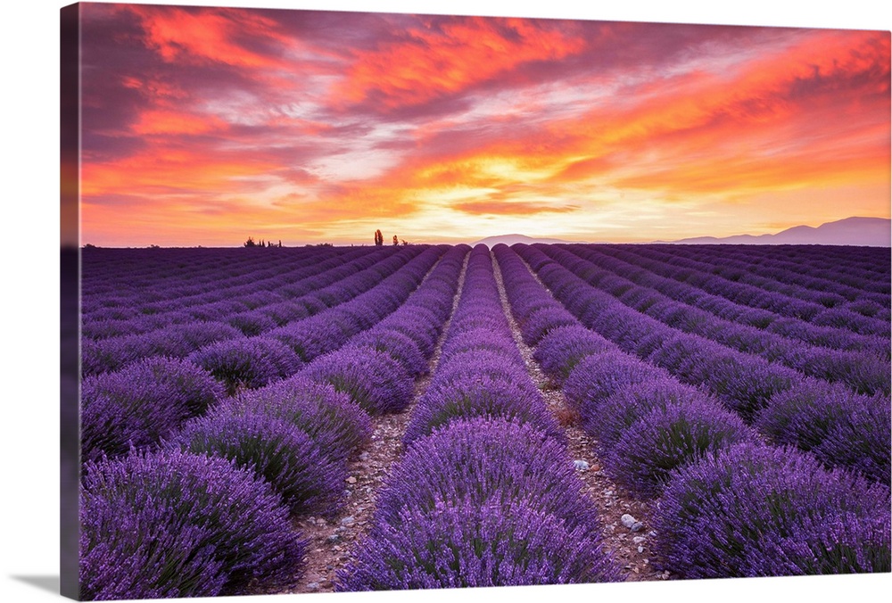 Field Of Lavender At Sunrise, Valensole Plain, Alpes De Haute, Provence, France