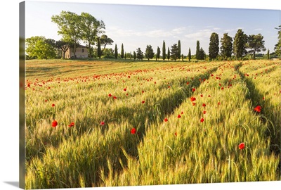 Field of poppies and old abandoned farmhouse, Tuscany, Italy