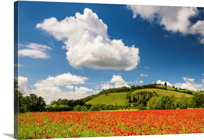 Field Of Poppies, Near San Giovanni d'Asso, Tuscany, Italy