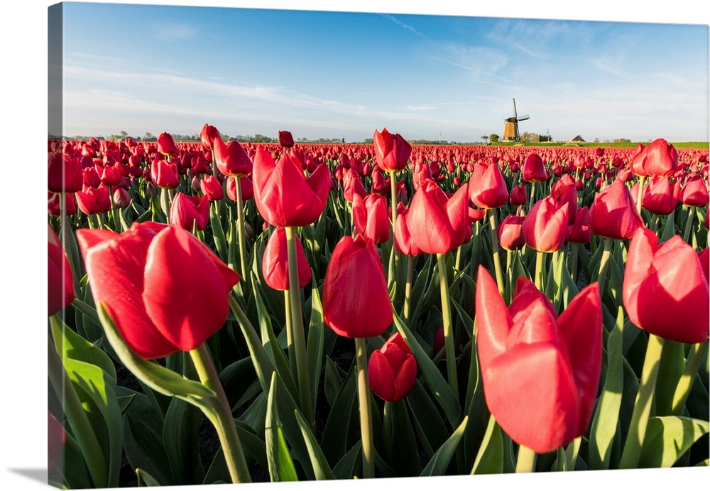 Field Of Red Tulips And Windmill On The Background. Koggenland, North Holland Province, Netherlands.