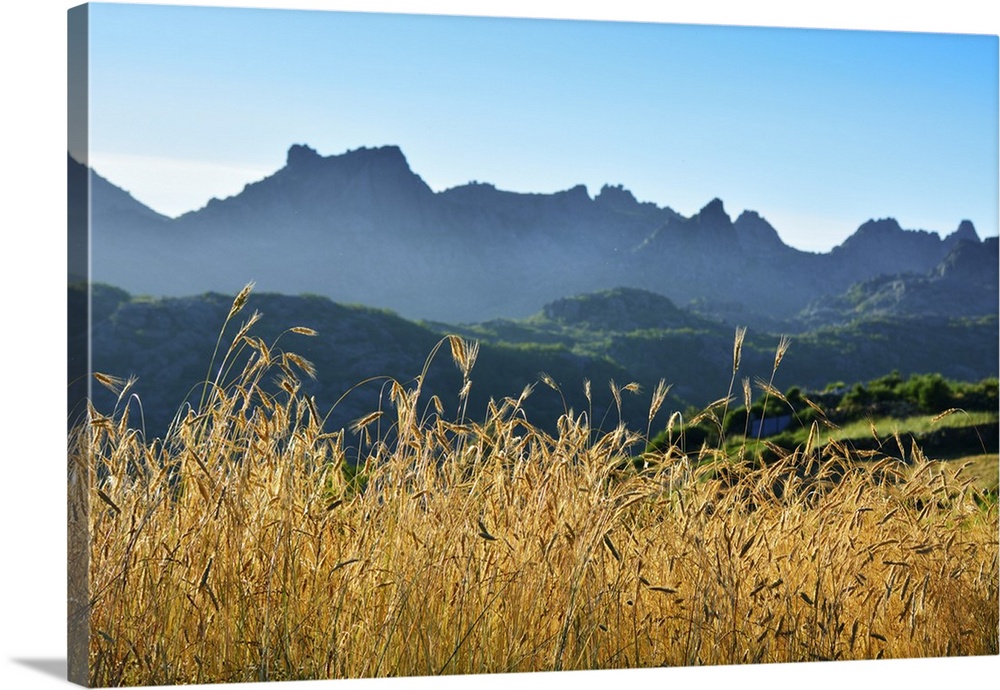 A field of rye at sunset with the mountain range of Pitoes das Junias in the background. Peneda Geres National Park, Portu...