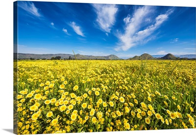 Field Of Tidytips Wildflowers, Hemet, California, USA