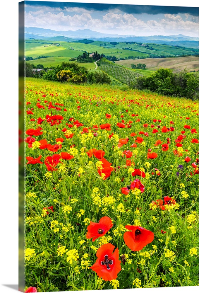 Field of Wildflowers Above Belvedere, Val d' Orcia, Tuscany, Italy.