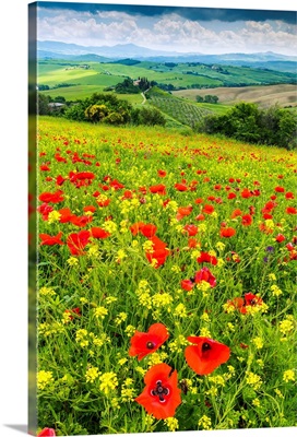 Field Of Wildflowers Above Belvedere, Val D' Orcia, Tuscany, Italy