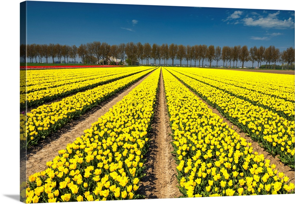 Field of Yellow Tulips, Abbenes, Holland, Netherlands.