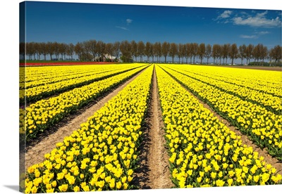 Field Of Yellow Tulips, Abbenes, Holland, Netherlands