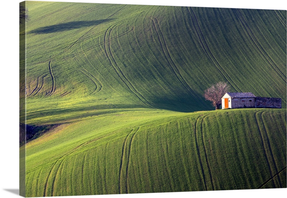 Fields cultivated in the Marche countryside, Monte San Giusto village, Macerata district, Marche, Italy