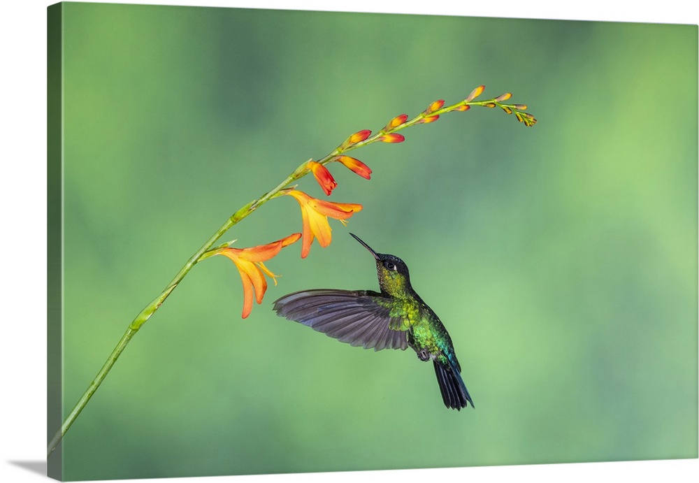 Fiery-throated hummingbird (Panterpe insignis), Paraiso Quetzal, San Jose, Costa Rica