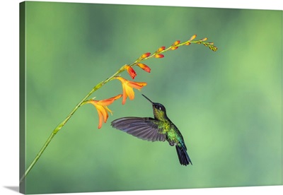 Fiery-Throated Hummingbird, Paraiso Quetzal, San Jose, Costa Rica