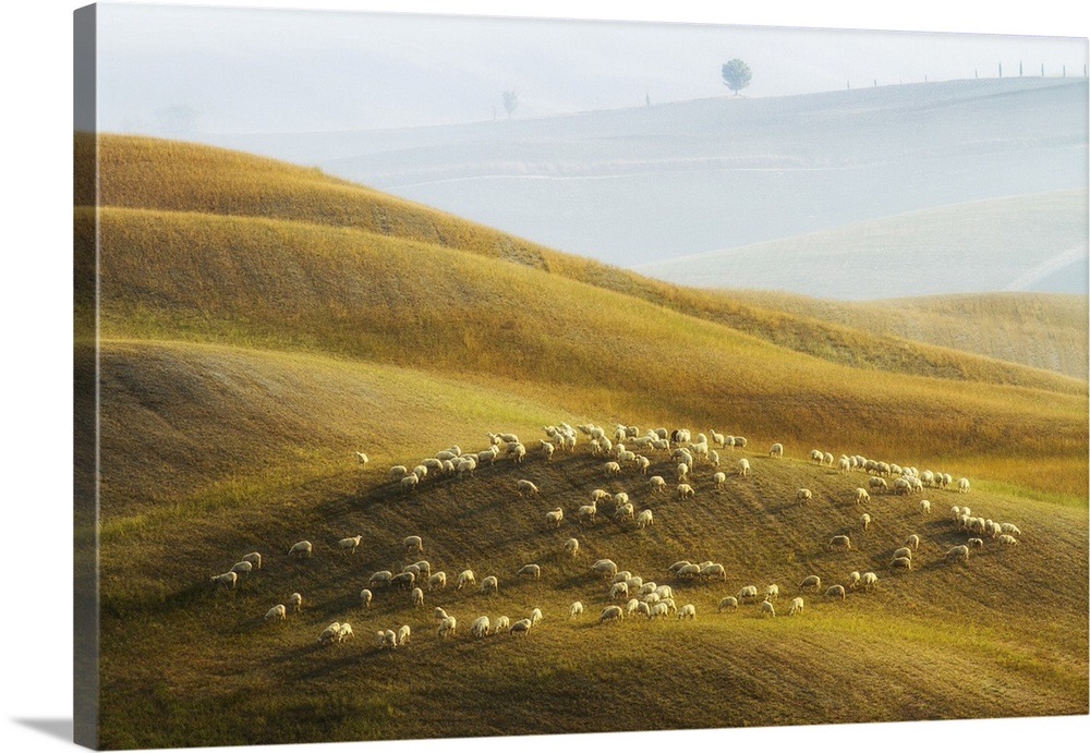 Flock of sheep grazing, Val d'Orcia, Tuscany, Italy