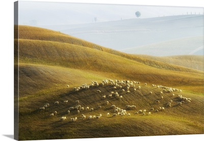 Flock Of Sheep Grazing, Val d'Orcia, Tuscany, Italy