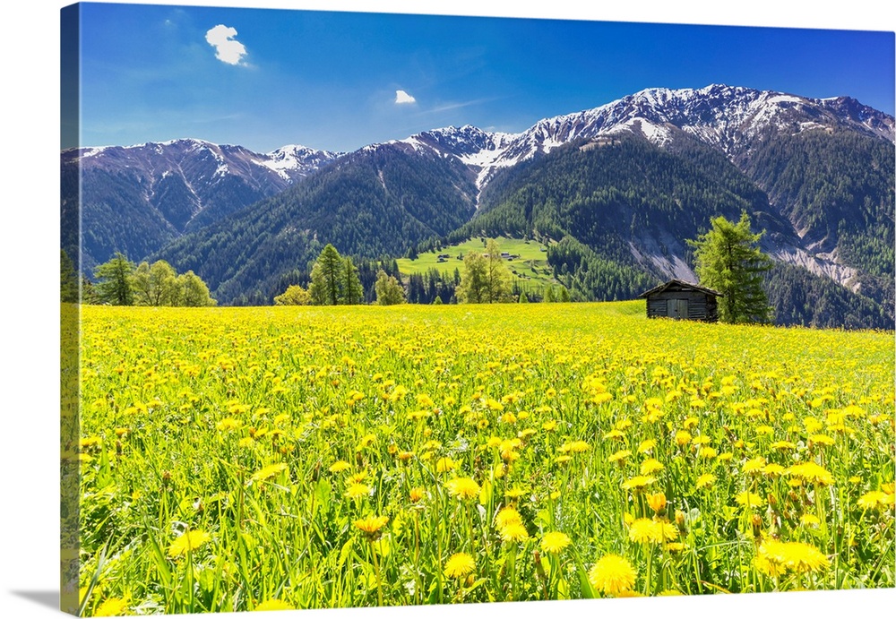 Flower meadows with traditional hut in Davos Wiesen, Parc Ela, Prettigau/Davos, Graubunden, Switzerland.