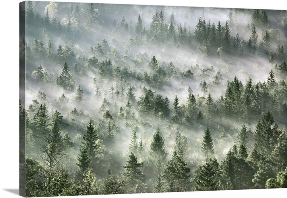 Fog impression in spruce forest. Germany, Bavaria, Upper Bavaria, Bad Tolz-Wolfratshausen, Icking, Schlederloh. Pupplinger...