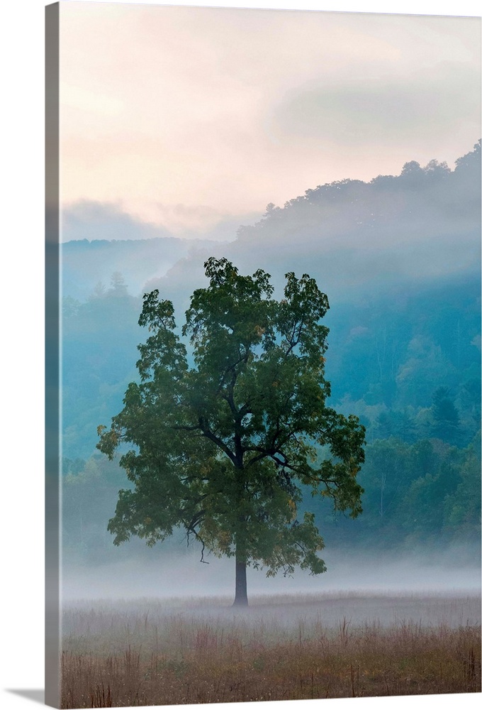 United States, North Carolina, Haywood County, Waynesville. Foggy morning in Cataloochee Valley, Great Smoky Mountains Nat...