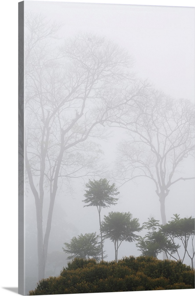 Foggy Morning In Lowland Caribbean Rainforest, Costa Rica