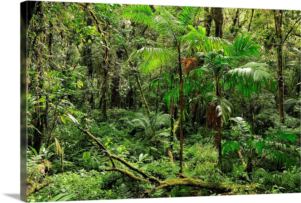 Forest at Parque Nacional de Amistad near Boquete, Panama, Central America.