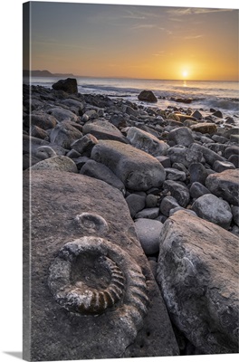 Fossilized Ammonite On The Ammonite Pavement At Sunrise, Lyme Regis, Dorset, England
